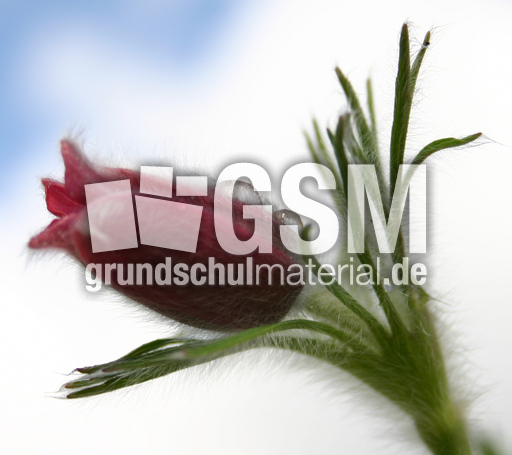 Kuechenschelle-rot-2.jpg